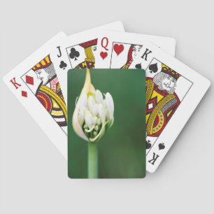 Jeu De Cartes Lis bleu d'Afrique, Agapanthus Praecox, Le Cap