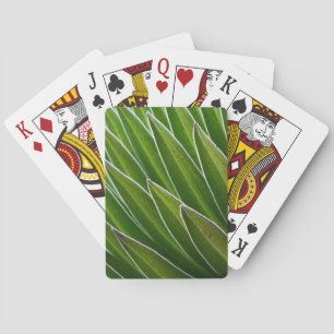 Jeu De Cartes Lobélie géante (Lobelia telekii) Kenya, Afrique