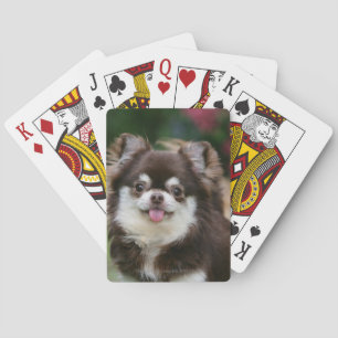 Jeu De Cartes Long Haired Chihuahua Headshot 1