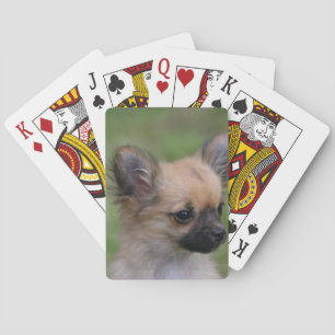 Jeu De Cartes Long Haired Chihuahua Puppy Looking at Camera