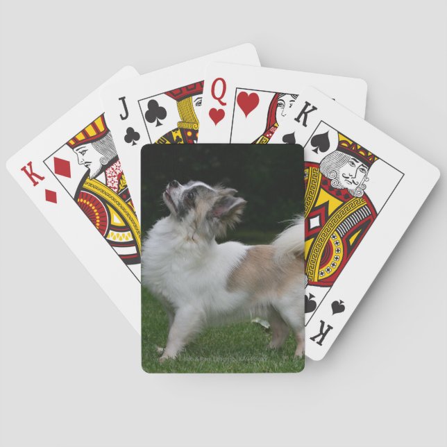 Jeu De Cartes Long Haired Chihuahua Regardez la caméra (dos)