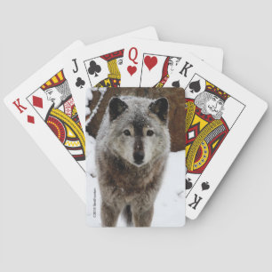Jeu De Cartes Loup gris dans la neige
