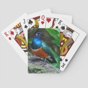 Jeu De Cartes Magnifique oiseau chanteur Starling Africain