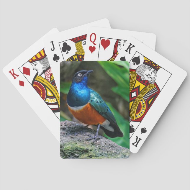 Jeu De Cartes Magnifique oiseau chanteur Starling Africain (dos)