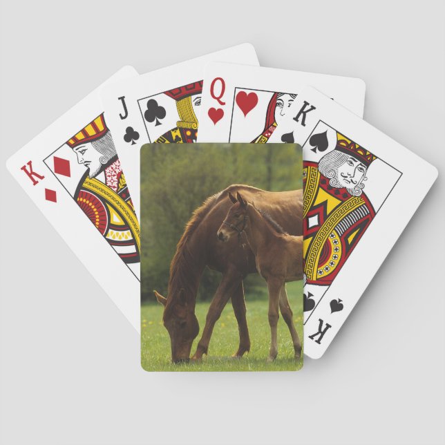 Jeu De Cartes Mare et foal 2 (dos)