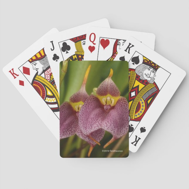 Jeu De Cartes Masdevallia (dos)