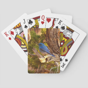 Jeu De Cartes Merlebleu azuré à Arches National Park