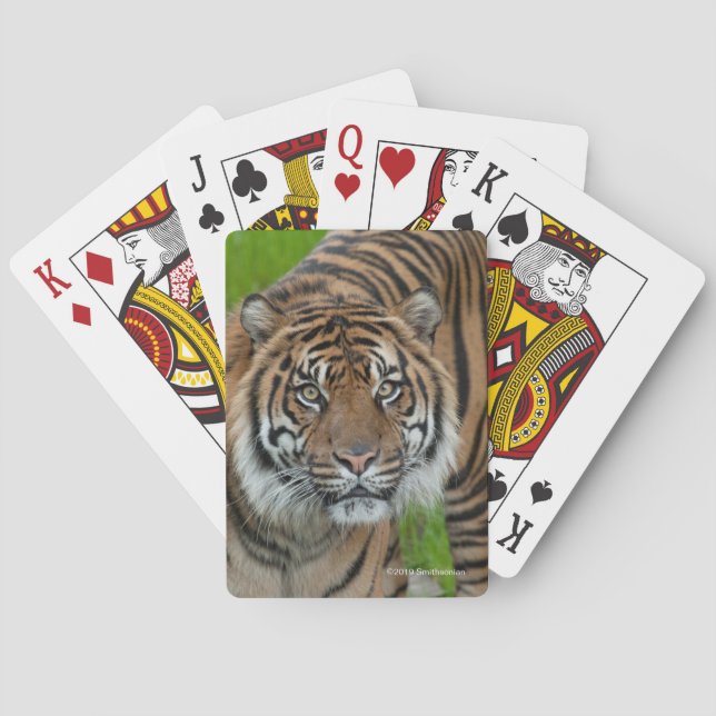 Jeu De Cartes modèle (dos)