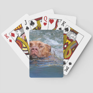 Jeu De Cartes Natation de chien