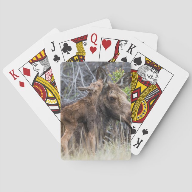 Jeu De Cartes Newborn Moose Calf Nuzzling its Mother (dos)