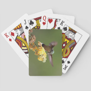 Jeu De Cartes Nourriture des colibris sur la bouddleie de nid d'