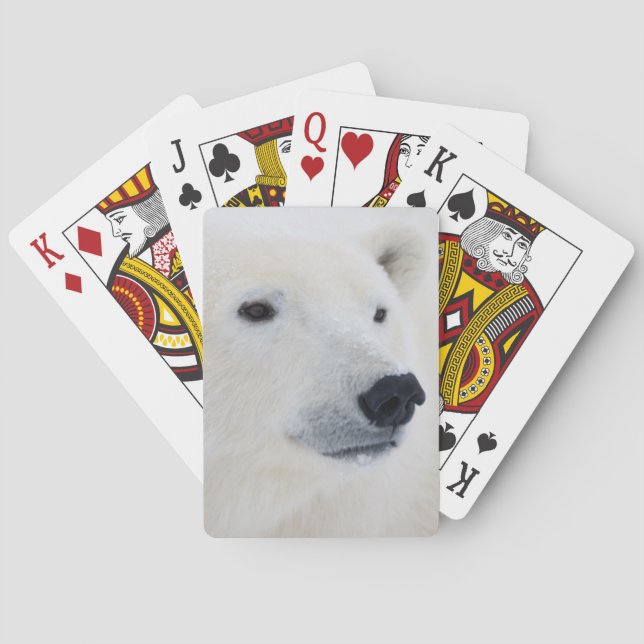 Jeu De Cartes Ours blanc Churchill (dos)