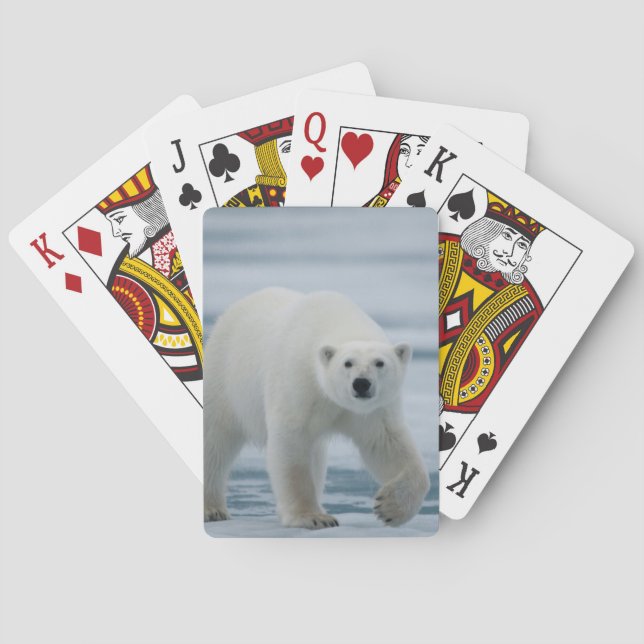 Jeu De Cartes Ours blanc, Ursus Maritimus, adulte (dos)