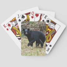 Ours noir de Floride