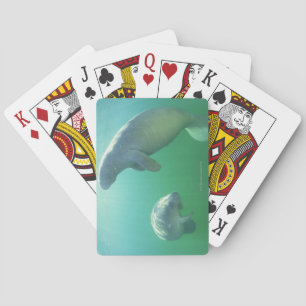 Jeu De Cartes Pair de Florida manatees swimming