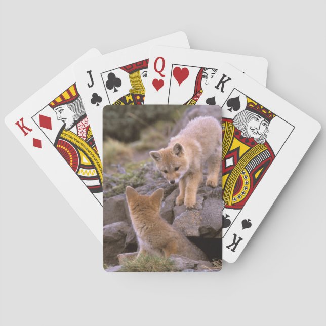 Jeu De Cartes Paires sud-américaines de Fox gris (griseus de (dos)