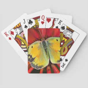 Jeu De Cartes Papillon de la Luzerne sur une Echinacée