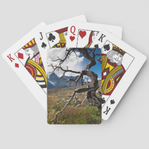 Jeu De Cartes Parc national Torres del Paine, arbres endommagés