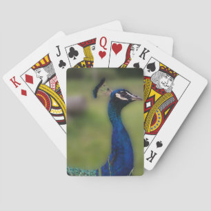 Jeu De Cartes Peacock Classic Playing Cartes