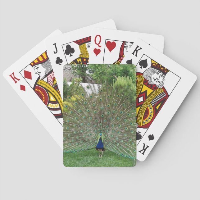 Jeu De Cartes Peacock Dans Le Jardin Photo Jouer Des Cartes (dos)