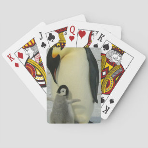 Jeu De Cartes Penguin regardant le poussin