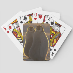 Jeu De Cartes Penguins empereurs