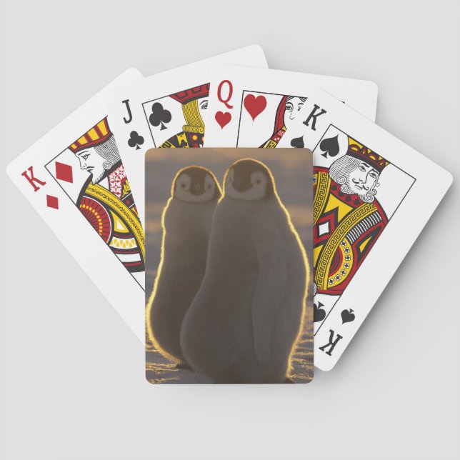 Jeu De Cartes Penguins empereurs (dos)