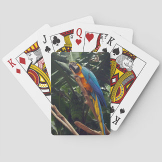 Jeu De Cartes Perroquet d'ara