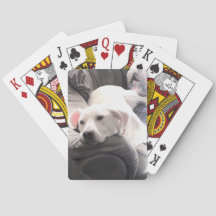 Photo d'un chien blanc mignon et blond accroché su