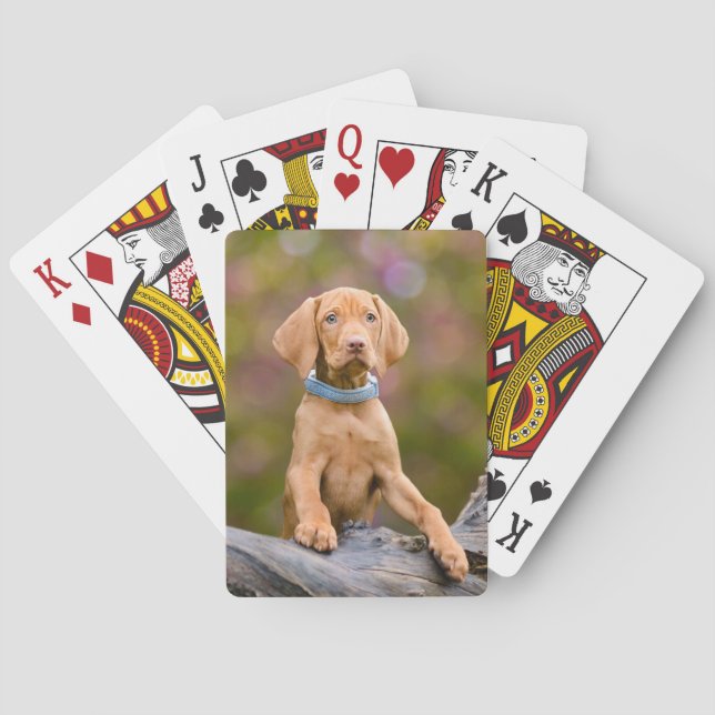 Jeu De Cartes Photo puppyeyed mignonne de chiot de chien de (dos)