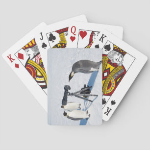 Jeu De Cartes Photographe de pingouin d'empereur