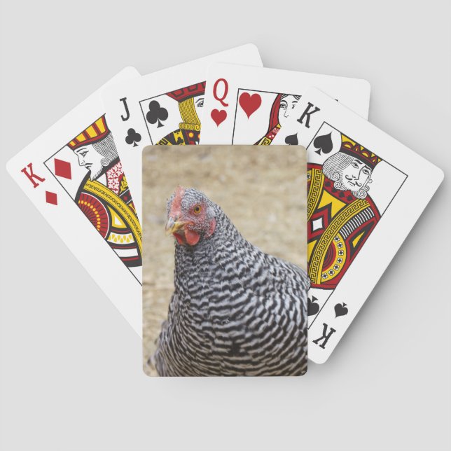 Jeu De Cartes Photographe de Plymouth Barred Rock (dos)