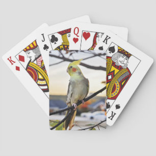 Jeu De Cartes Photographie de profil de Cockatiel
