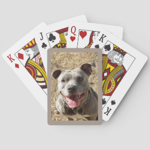 Jeu De Cartes Pitbull Avec Grand Sourire Jouer Des Cartes