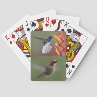 Jeu De Cartes Plate-forme de colibris des cartes