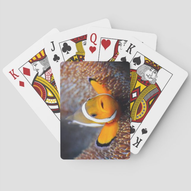 Jeu De Cartes Poisson de récif tropical - Poisson clown (dos)
