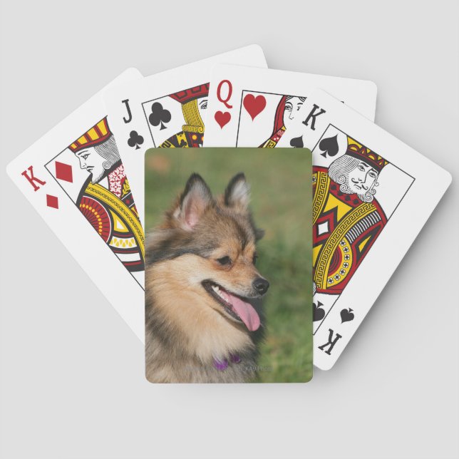 Jeu De Cartes Poméranian (dos)