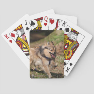 Jeu De Cartes Pomeranian fonctionnant avec le harnais dessus