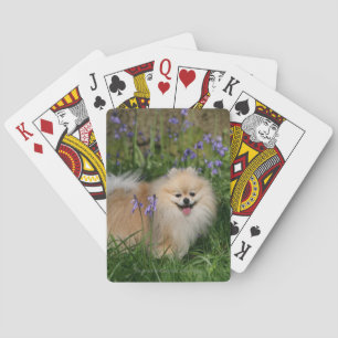 Jeu De Cartes Poméranie debout regardant la caméra