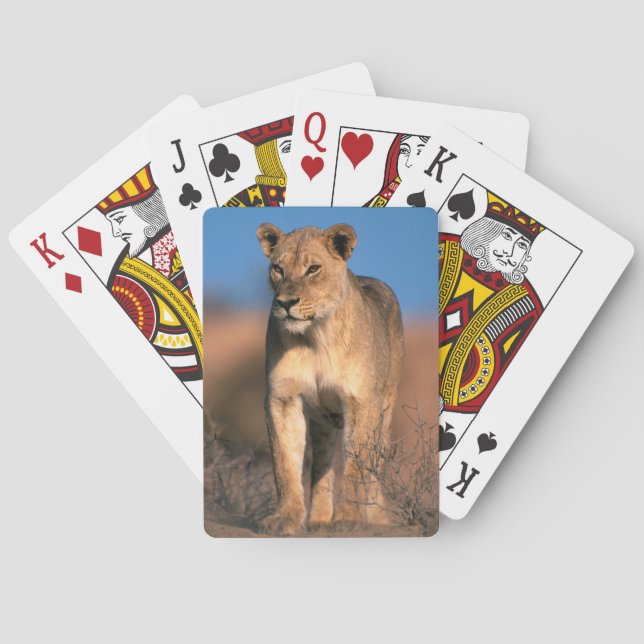 Jeu De Cartes Portrait De Lioness (Panthera Leo) (dos)