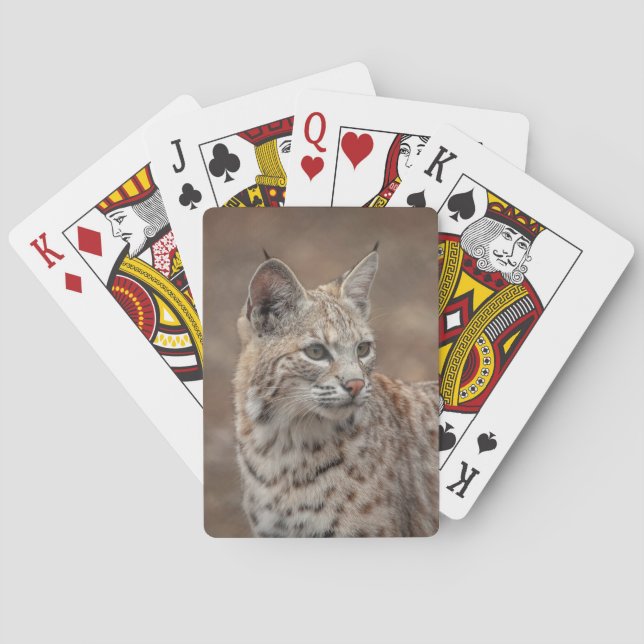 Jeu De Cartes Portrait d'un Bobcat (dos)