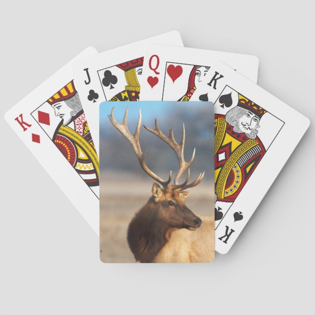 Jeu De Cartes Portrait d'un bull (dos)