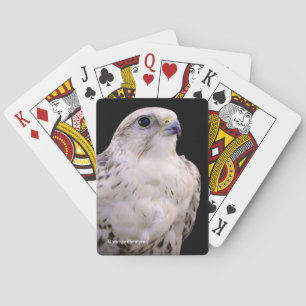 Jeu De Cartes Portrait signé d'un faucon de Saker curieux