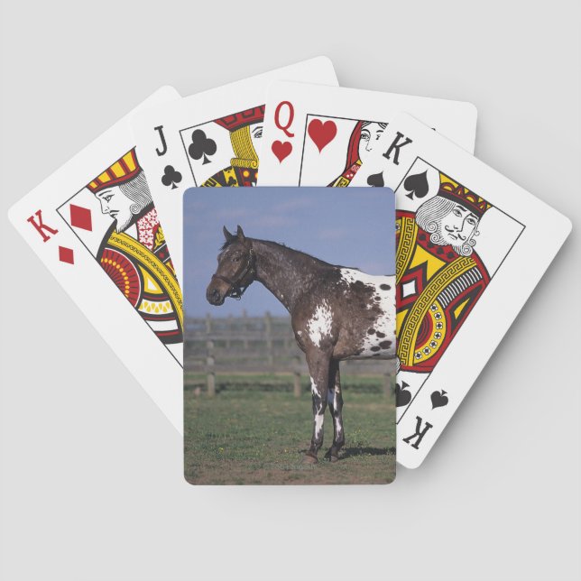 Jeu De Cartes Position de cheval d'Appaloosa (dos)