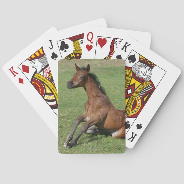 Jeu De Cartes Poulain arabe se reposant (dos)