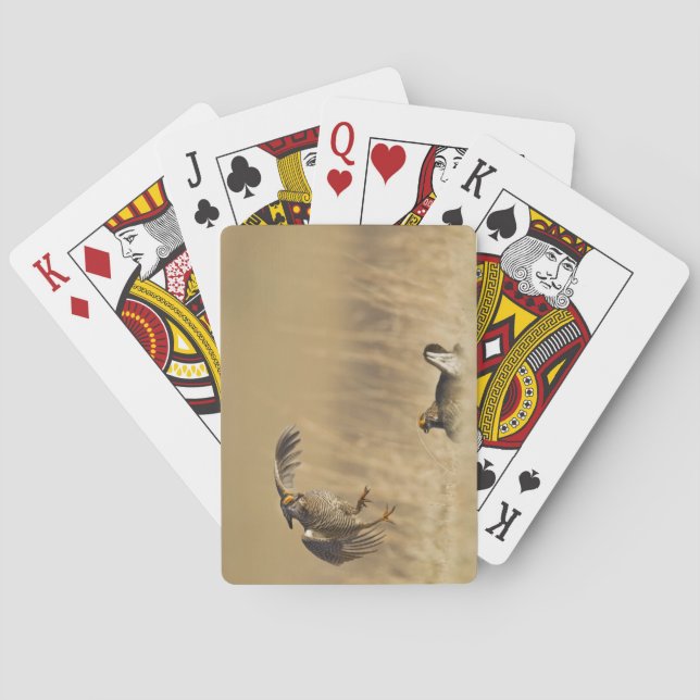Jeu De Cartes Poulets de prairie mâles à poitrine dans le comté  (dos)
