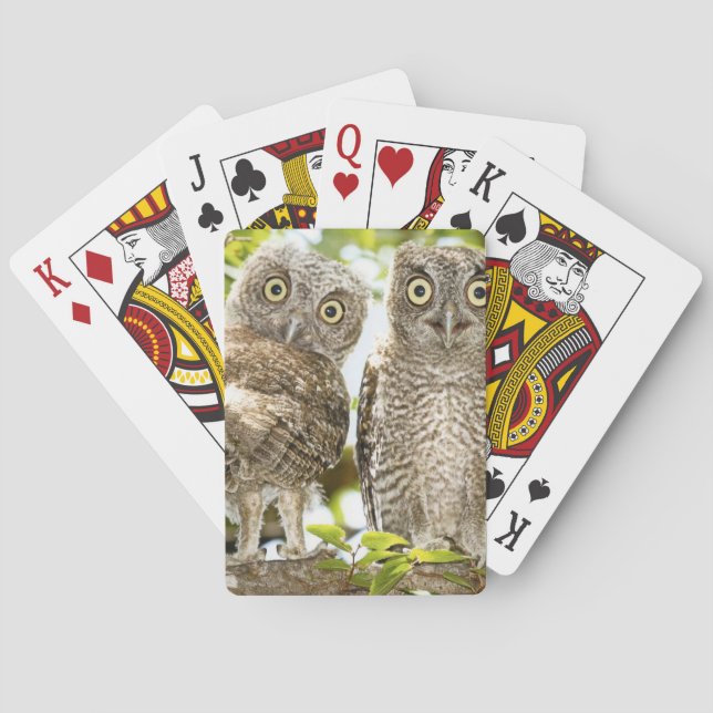 Jeu De Cartes Poussins 2 de hiboux de cri strident (dos)