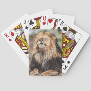 Jeu De Cartes Prendre un bain de soleil masculin de lion