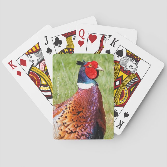 Jeu De Cartes Profil d'un faisan à anneaux (dos)