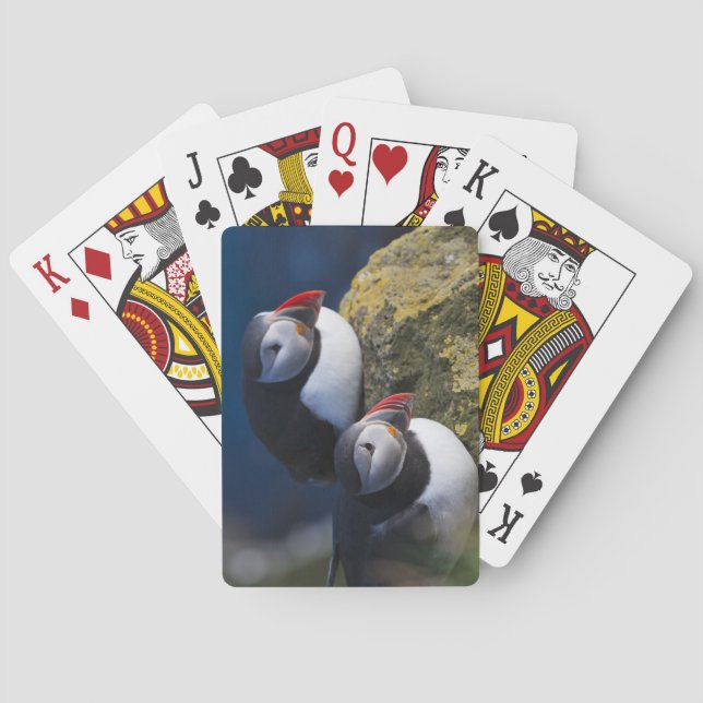 Jeu De Cartes Puffin atlantique (Fratercula arctica) 7 (dos)